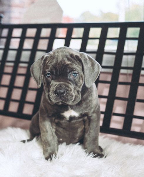 cane corso puppies burlison tn