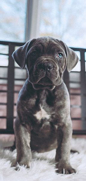 cane corso puppy burlison tn