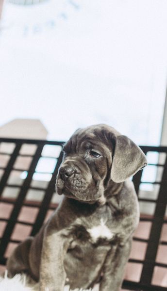 cane corso puppies burlison