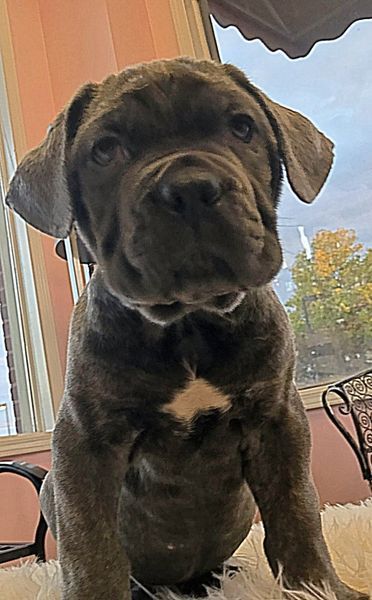 puppies in burlison tn