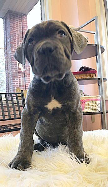 cute puppies in burlison tn