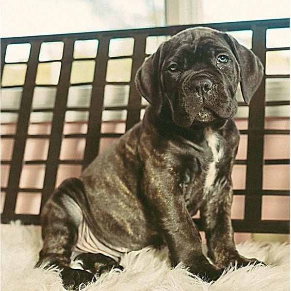 cane corso breeder in burlison tn and nearby areas