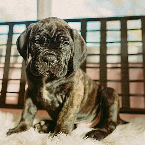 best cane corso breeder in burlison tn