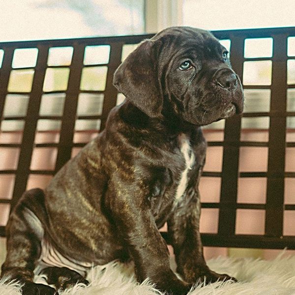 cane corso breeding in burlison tn and nearby areas