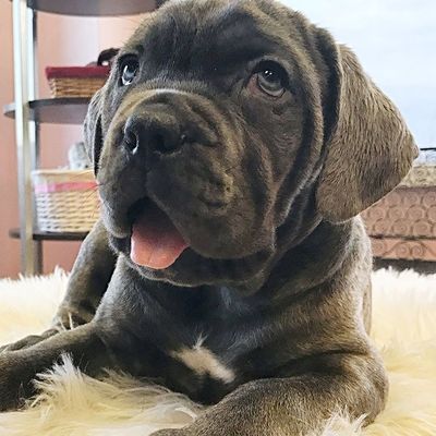 dog breeder in burlison and nearby areas