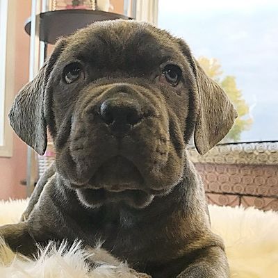 dog breeding in burlison and nearby areas