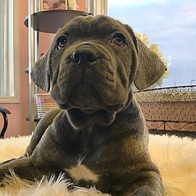 dog breeding services in burlison and nearby areas