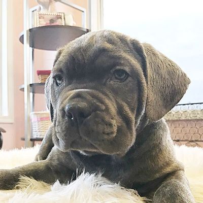 best dog breeder in burlison and nearby areas