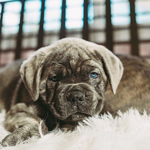 burlison tn dog breeder