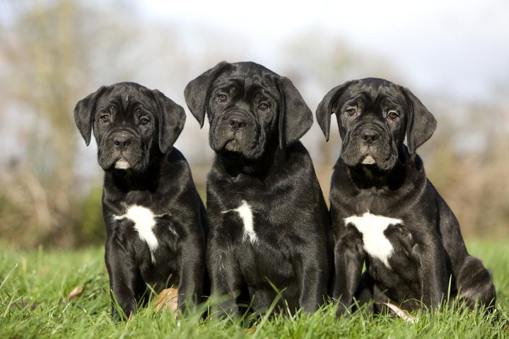 Three black puppies are sitting next to each other in the grass.