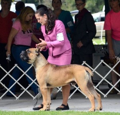 dog breeder burlison tn