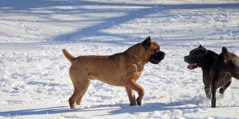 beest dog breed burlison