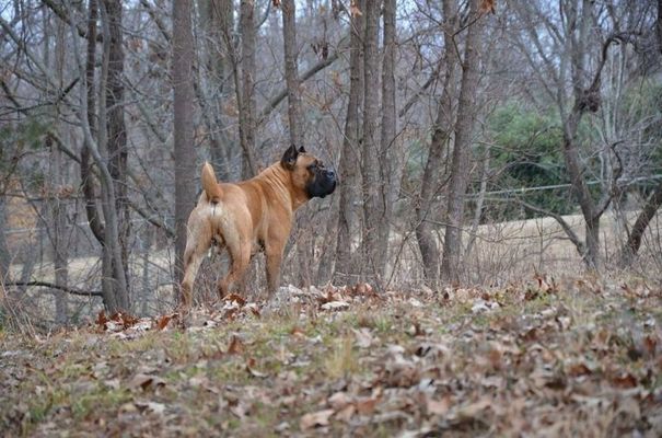 best dog breed burlison tn