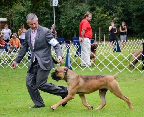 river bluff cane corso