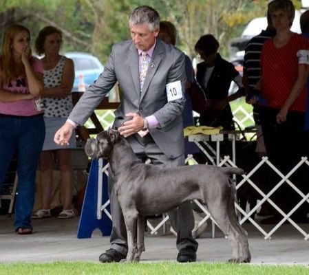 river bluff dog breeder