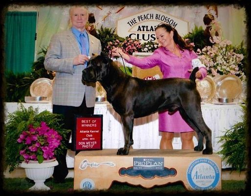 dog breeding burlison