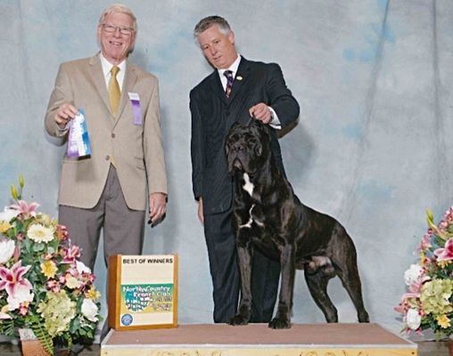 best cane corso in burlison tn