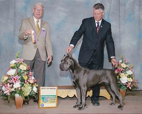 river bluff cane corso breeder