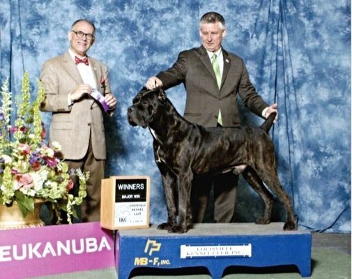 burlison cane corso breeder
