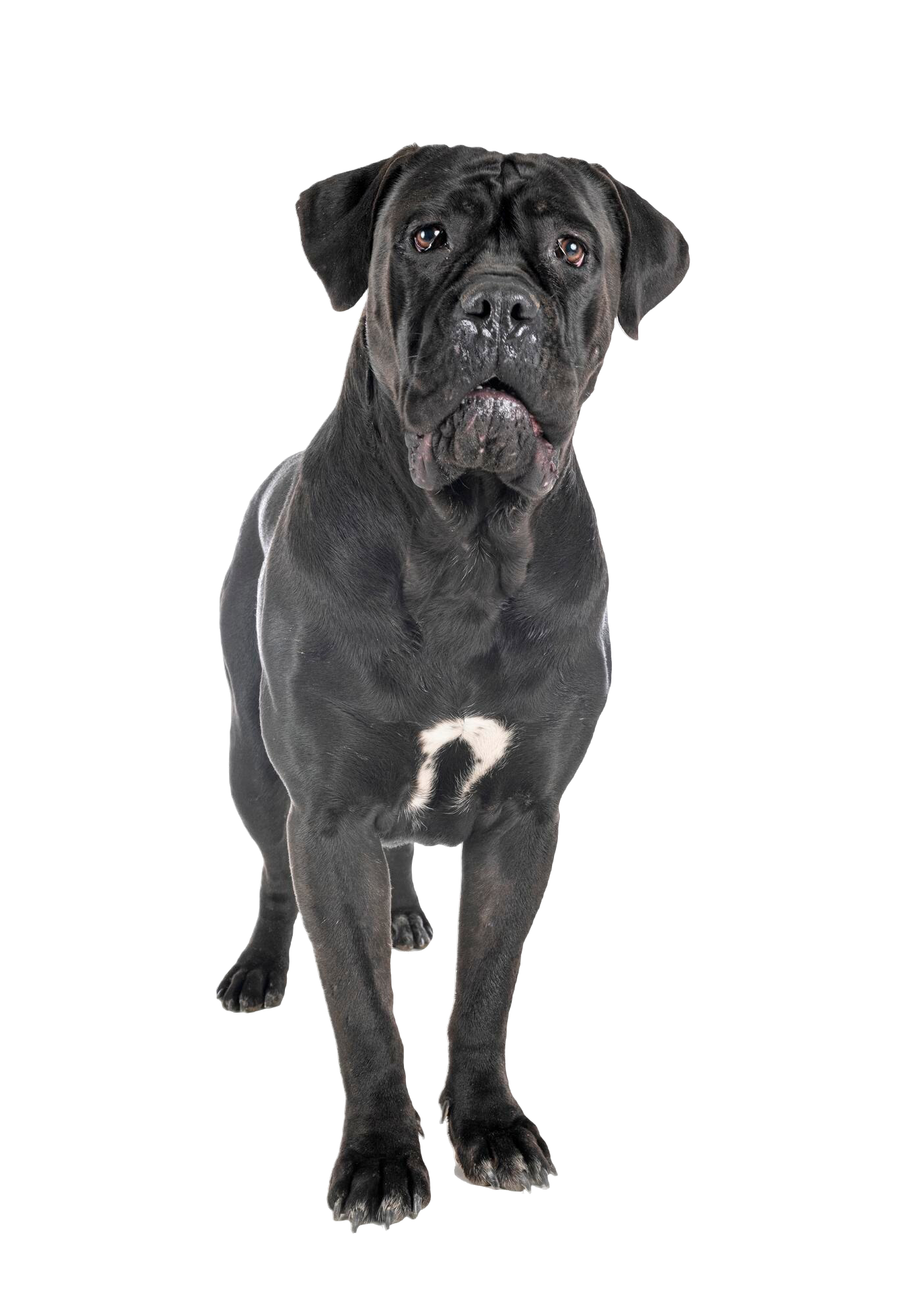 A black dog is standing on a white background and looking at the camera.