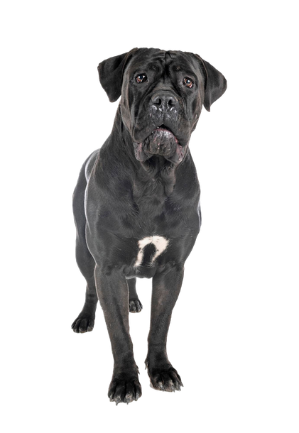 A black dog is standing on a white background and looking at the camera.