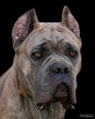 trusted dog breeder in burlison tn