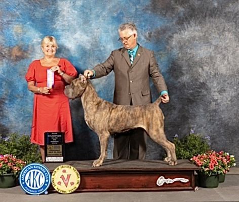 trusted dog breeder in burlison