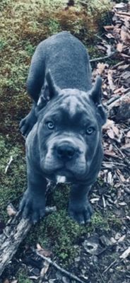 trusted dog breeder burlison