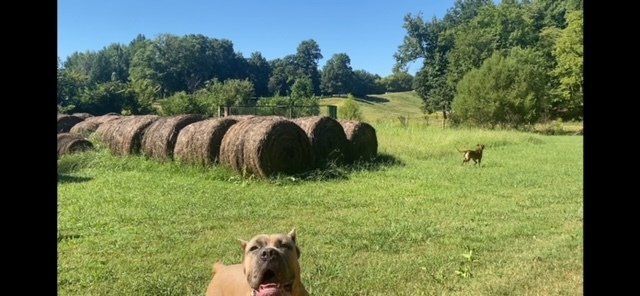 trusted dog breeding in burlison tn