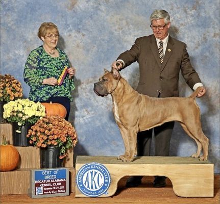 trusted dog breeding in burlison