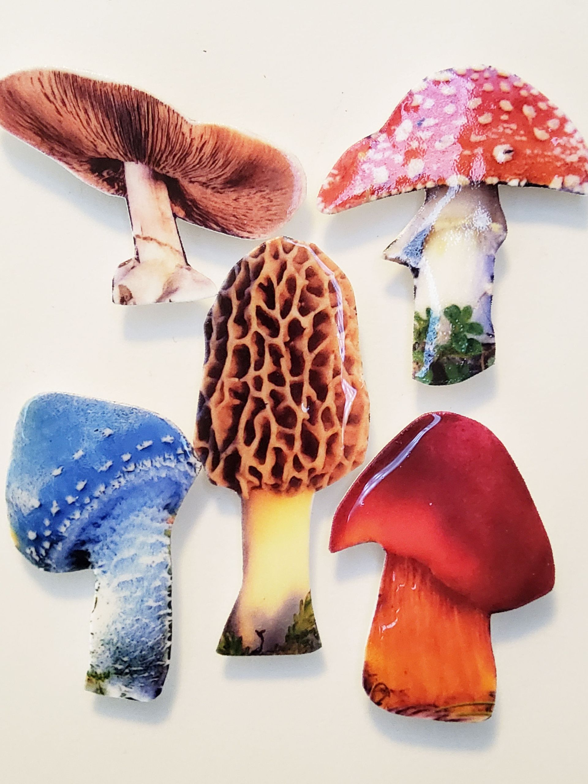 Mushroom Magnets #1  set of 5