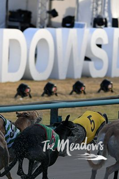 Greyhounds racing at 