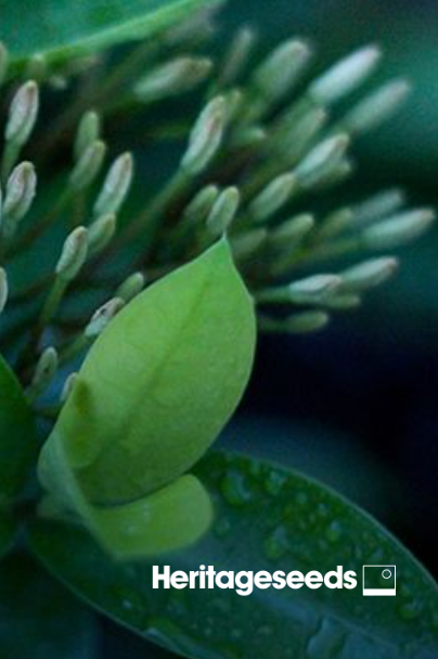 Close-up of a green bud with other flower buds in the background; Heritageseeds logo.