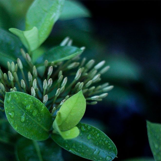 Green plant with wet leaves and unopened flower buds.