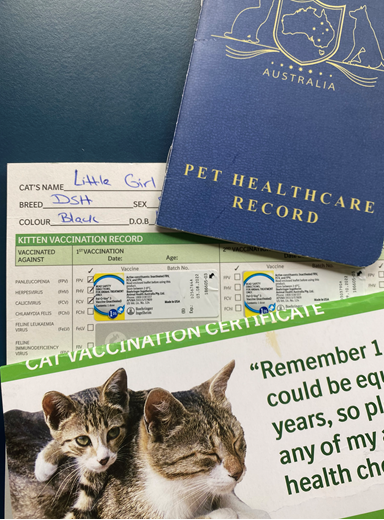 Veterinarian Vaccinating Cute Cat - Tamworth - Precious Pets Boarding Kennels & Cattery Centre