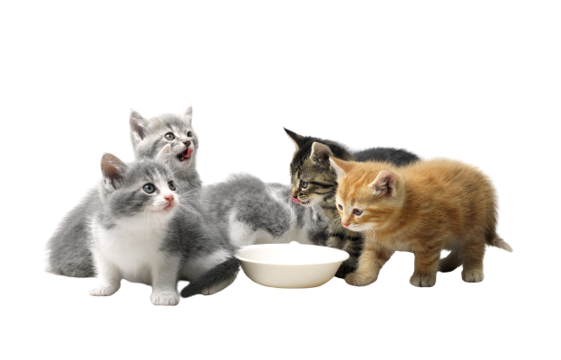 Kittens Eating From Food Bowl - Tamworth - Precious Pets Boarding Kennels & Cattery Centre