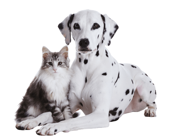 Dalmatian Dog And Norwegian Forest Cat - Tamworth - Precious Pets Boarding Kennels & Cattery Centre