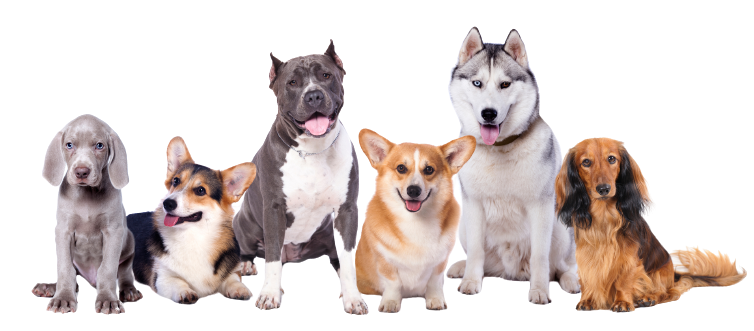 Group Of Dogs - Tamworth - Precious Pets Boarding Kennels & Cattery Centre