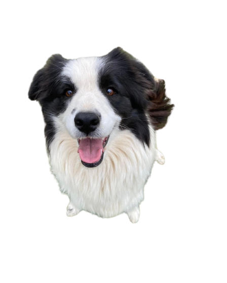 Little Dog And Cat - Tamworth - Precious Pets Boarding Kennels & Cattery Centre