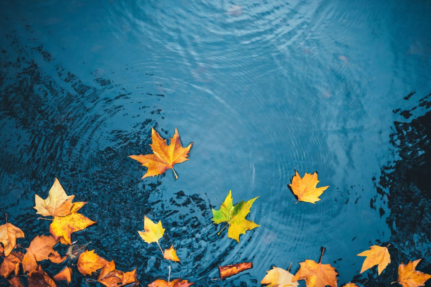 Yellow and orange autumn leaves floating on dark blue water, with ripples.