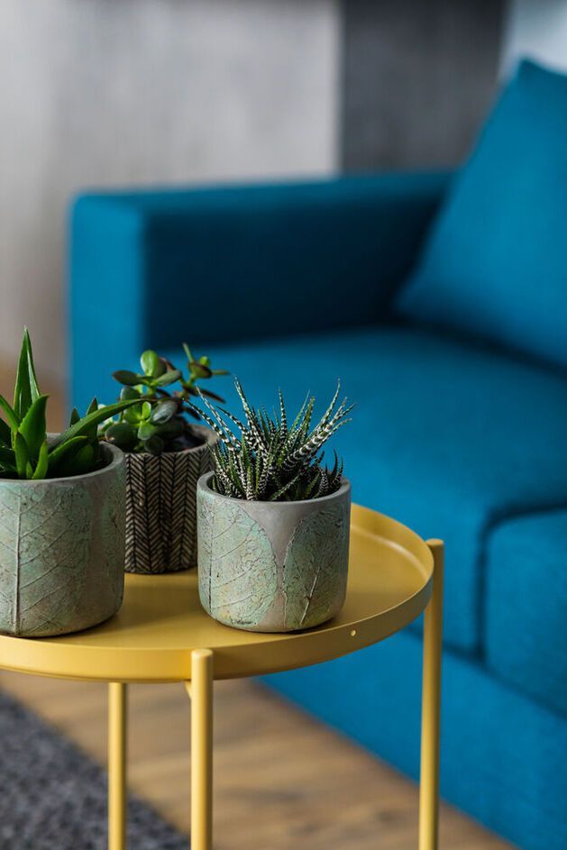 Three potted plants on a yellow table in front of a teal sofa.