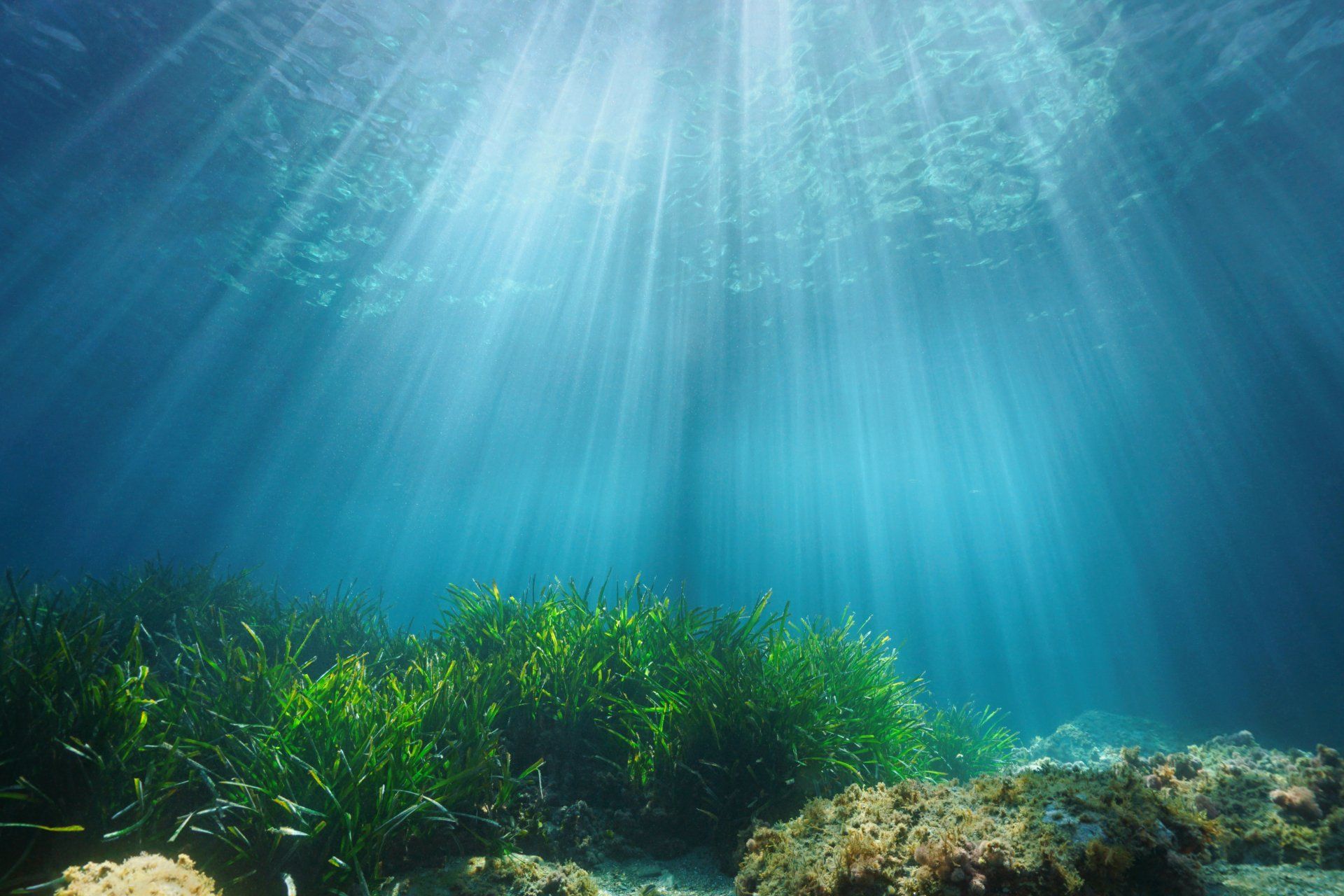 Why is Posidonia so important for the marine ecosystem?