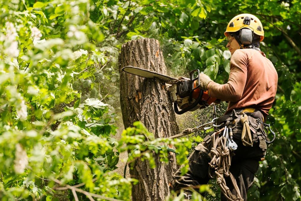 A Man Is Cutting Down A Tree With A Chainsaw — Brown's Vegetation Management In Mulara, QLD