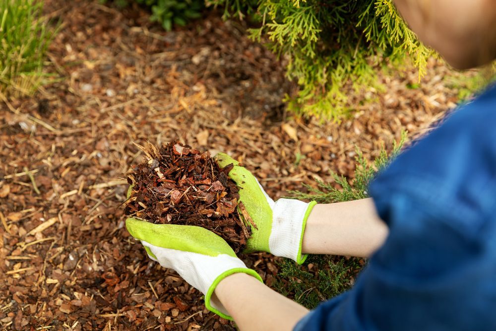 Gloved Hands Planting Mulch Around A Small Shrub In A Garden Bed — Brown's Vegetation Management In Mulara, QLD