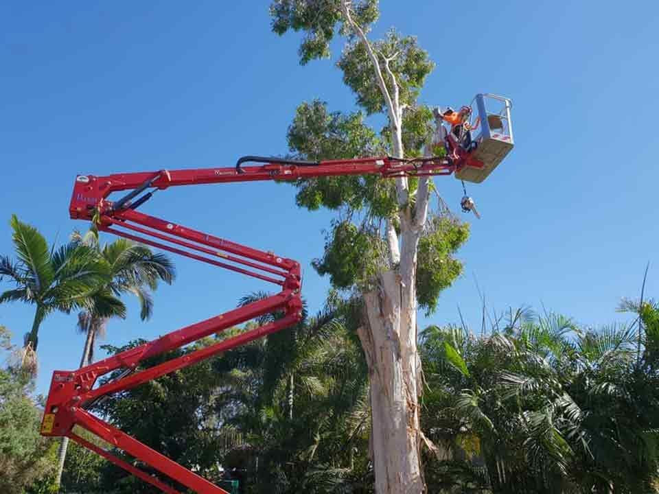 A Man Is Cutting A Tree With A Crane — Brown's Vegetation Management In Mulara, QLD