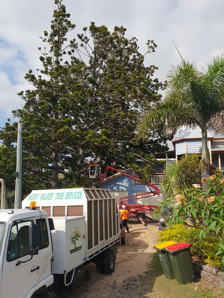 A Certified Arborists Trimming A Tree