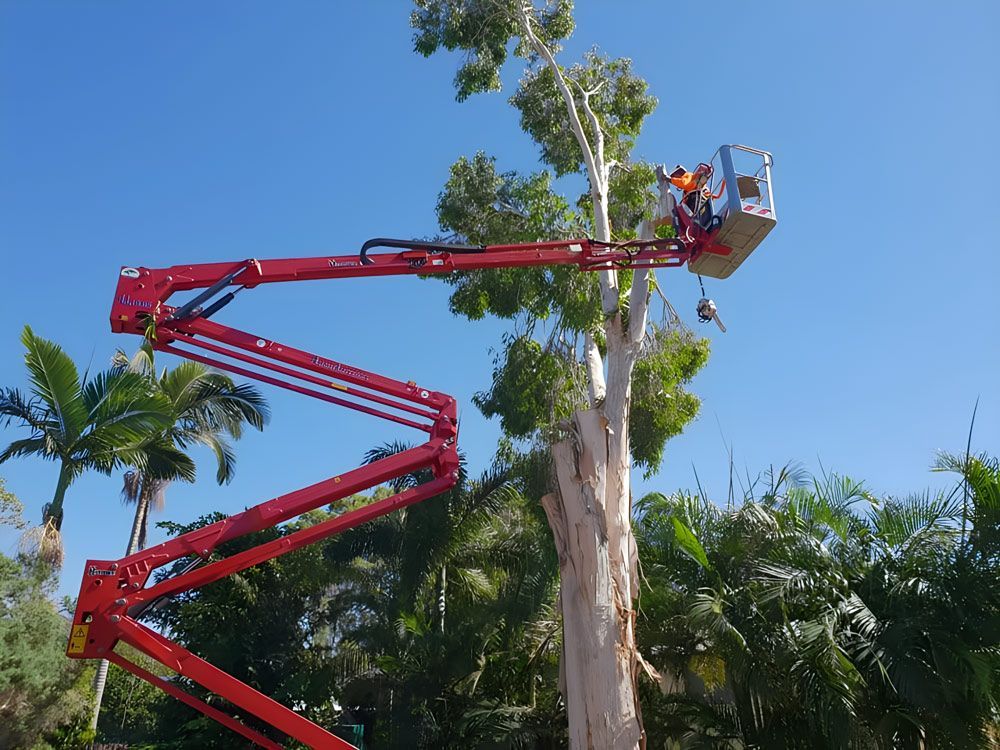 A Children's Safe Tree Removal Site