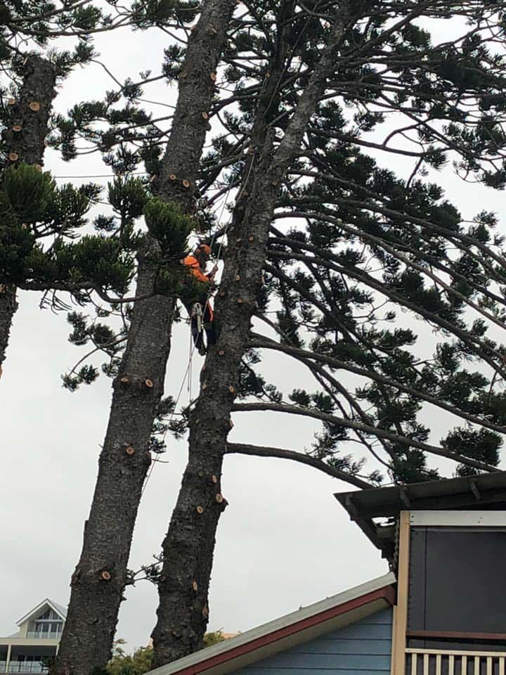 An Ongoing Residential Tree Maintenance