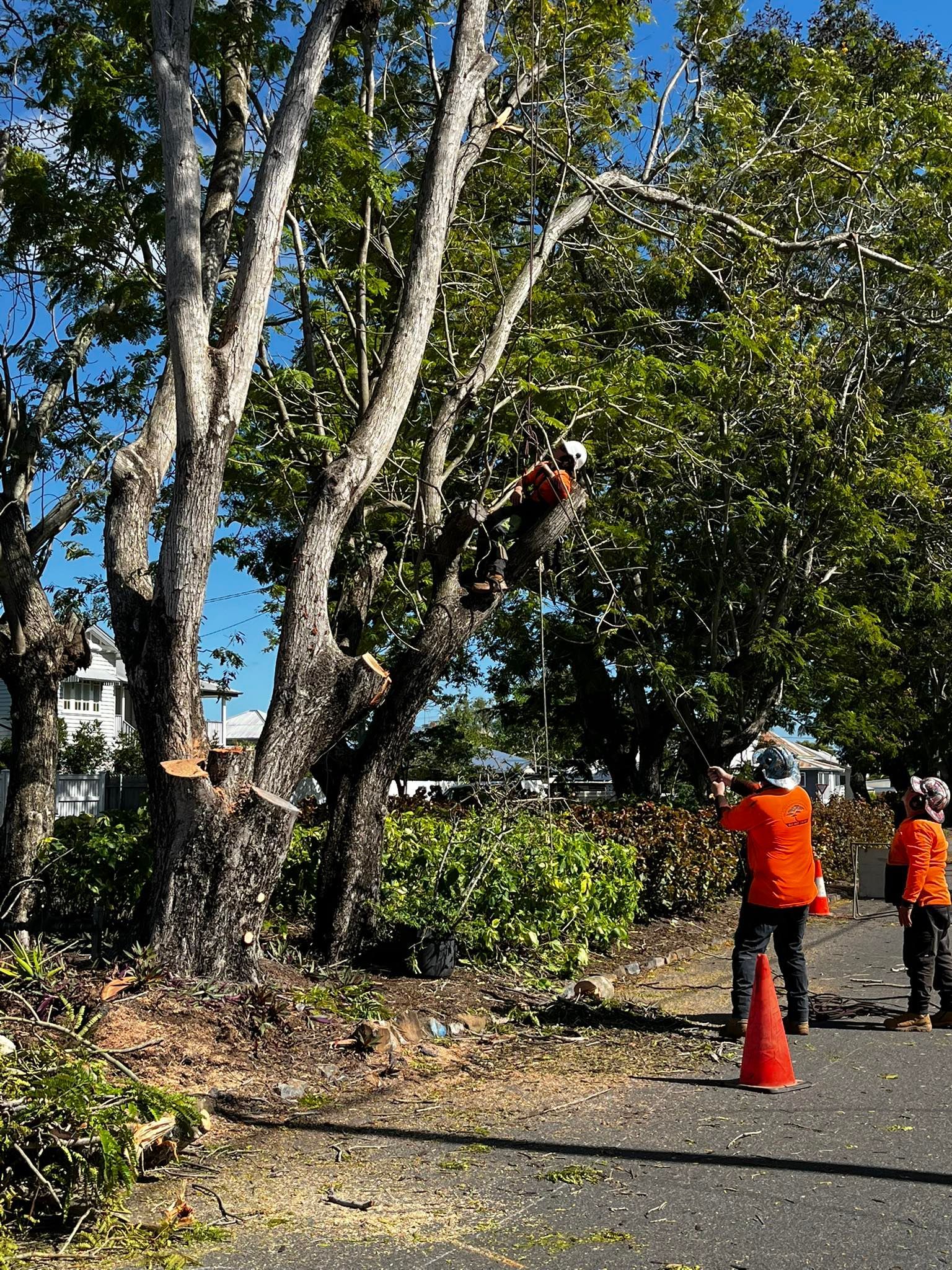 Tree Trimming, Arborist in a Tree With Chainsaw Workers on the Ground