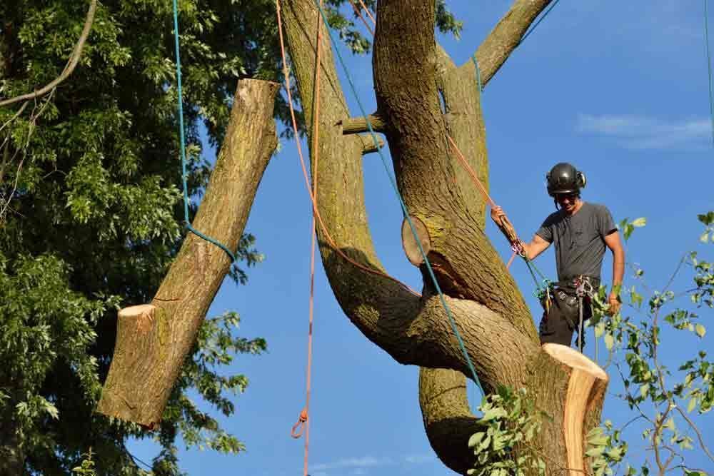 A Man Is Cutting Down A Tree With A Chainsaw — Brown's Vegetation Management In Mulara, QLD